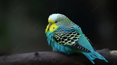 Попугаи красивые картинки (46 лучших фото)