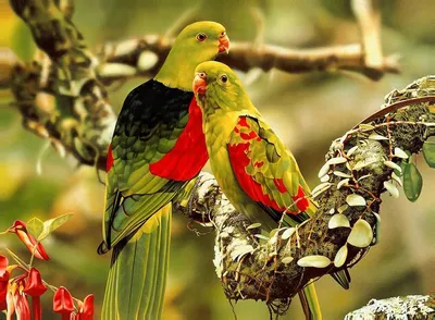 Красивые попугаи с зелеными волосами и ртом желт-апельсина вставляют на  ветвях Стоковое Изображение - изображение насчитывающей биографической,  клюв: 147035839