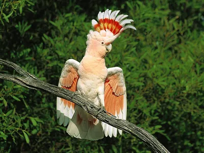 10 самых красивых попугаев в мире | Топ- 10 | Дзен