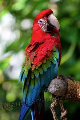 Самые красивые попугаи (Топ-28) | Exotic birds, Most beautiful birds,  Parrots art