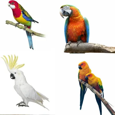 Красивые картинки попугаев (50 фото) - 50 фото