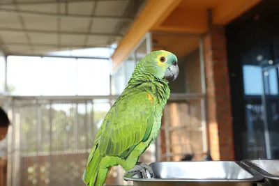 Самые красивые попугаи (фото)
