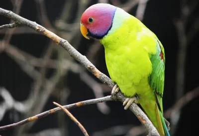Попугай суда, красочный попугай, красивые попугаи, Parrots уборная Стоковое  Фото - изображение насчитывающей перо, красно: 72778278