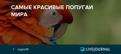 Самые красивые попугаи в мире (1-ая часть ) | Мир собак | Дзен