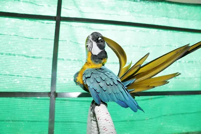 Красивые попугаи, которые стоят на детской руке и едят семя подсолнечника  на руке Стоковое Изображение - изображение насчитывающей ангстрома,  природа: 166141769