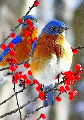 Удивительный мир | Самые красивые птицы | Facebook