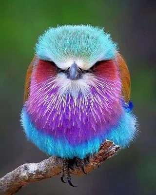 Необычайно красивые птицы / В мире животных / magSpace.ru