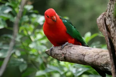 ТОП-16 самых красивых птиц в мире: фото, названия, описание