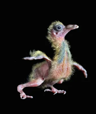 30 необычайно красивых птиц » BigPicture.ru