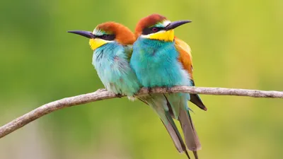 Самые красивые птицы планеты