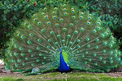 Красивые птицы стоковое фото. изображение насчитывающей биографической -  70731846