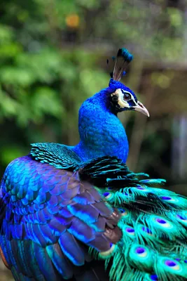 Самые красивые птицы в мире - часть 2 | Пикабу