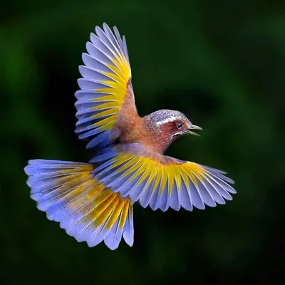 Самые красивые птицы россии - 68 фото