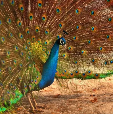 Самые красивые птицы в мире Источник: | Мир | Дзен