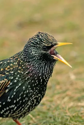 Пары Turaco на ветви Красивые птицы мира Стоковое Изображение - изображение  насчитывающей танзания, напольно: 154172677