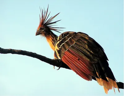 Красивые птицы в мире природы Стоковое Изображение - изображение  насчитывающей конец, естественно: 82327923