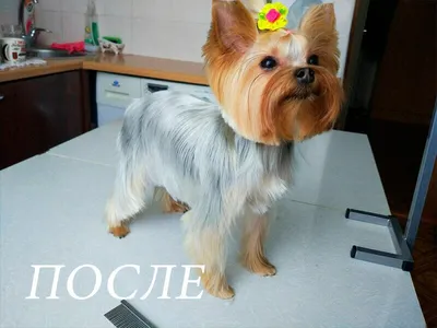 10 ПРИЧЕСОК ДЛЯ ЙОРКШИРСКОГО ТЕРЬЕРА🐶Часть1 - YouTube