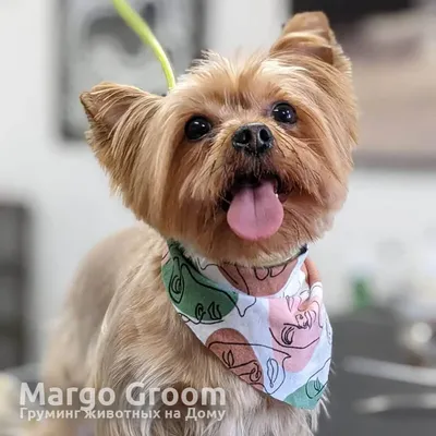 Стрижка ❤ Йорка на Дому в Москве. Жмите Сюда! Margo-Groom.ru