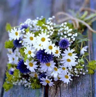 Картинки по запросу букет полевых цветов | Wildflower bouquet, Daisy  bouquet, Wedding flowers wildflowers