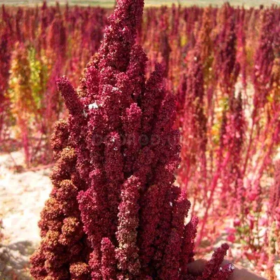 Семена лебеды садовой (Atriplex hortensis) 10 семян OGOROD – фото, отзывы,  характеристики в интернет-магазине ROZETKA от продавца: семена от Сергеича  | Купить в Украине: Киеве, Харькове, Днепре, Одессе, Запорожье, Львове