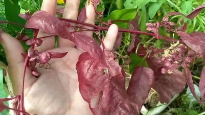 Киноа красная (кинва, рисовая лебеда, перуанский шпинат) — Chenopodium  quinoa Willd. (Маревые — Chenopodiaceae Less.)