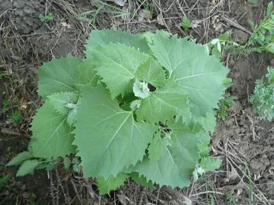 Киноа, рисовая лебеда (Chenopodium quinoa) - «Волк трясёт бородой, пообедал  лебедой.» | отзывы