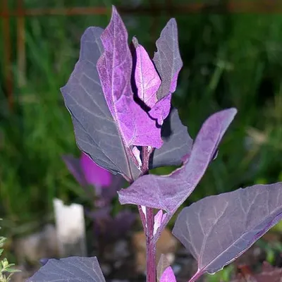 Семена лебеды садовой красной / Atriplex hortensis, серия «От автора» - 100  семян купить недорого в интернет-магазине семян OGOROD.ua