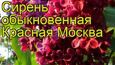 Купить саженцы сирения Красная Москва с доставкой в Москве