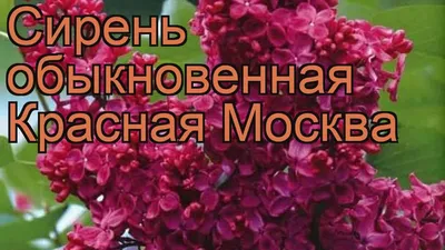 Сирень обыкновенная Красавица Москвы - Сирень - GardenPlants