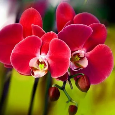 best_flowers7 - Яркая и дерзкая красная орхидея в... | Facebook