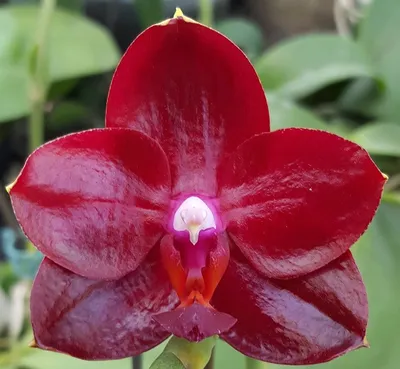 Красная Орхидея - 59 фото
