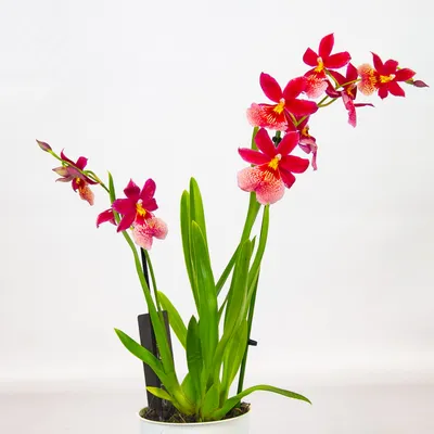 Искусственная орхидея в красном цвете. Орхидеи купить Виница