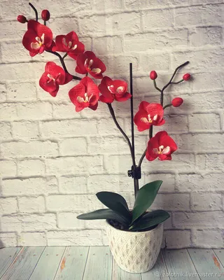 Орхидея камбрия купить в Москве