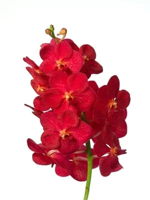 Орхидея ванда красная (40-50см) купить с доставкой в СПб