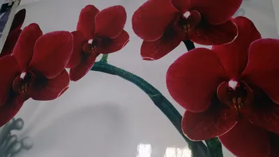 Красная Орхидея На Белом Фоне — стоковые фотографии и другие картинки  Орхидея - Орхидея, Красный, Белый фон - iStock