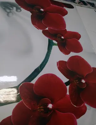 В наличии! Эксклюзивная темно-красная орхидея 🤩 Крутой новый сорт, красный  глянец, цветочки лаковые и очень переливаются, восковые, как пластиковые) 2  ветки, 680 грн (Есть передержка, отправка по... - Орхидеи Фаленопсис -  Orha_ua