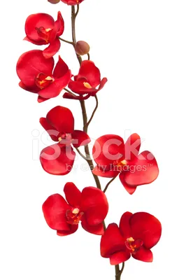 Орхидея фаленопсис из фоамирана купить за 1850 руб. на hady.ru