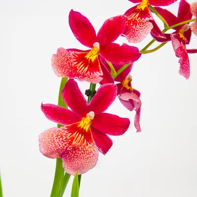 Орхидея Камбрия малиново-красная купить