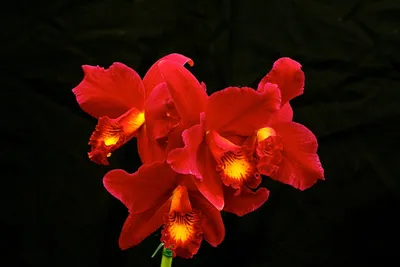 Орхидея Фаленопсис красная | купить на FlowersLand.by