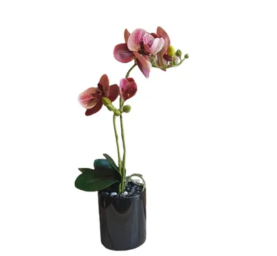 Красивая красная орхидея на черноте Стоковое Изображение - изображение  насчитывающей тропик, бобра: 148961785