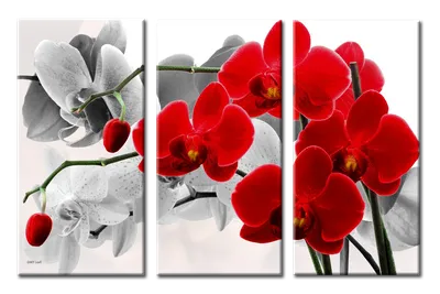 Орхидея фаленопсис, красная 8701-003 (4331) (ID#1794072973), цена: 256 ₴,  купить на Prom.ua