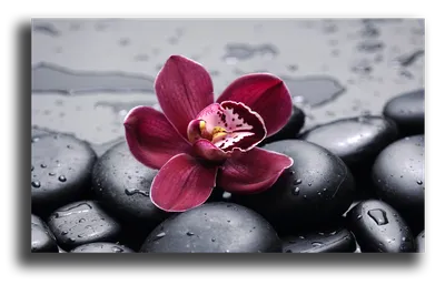 Красная орхидея на черном фоне Стоковое Фото - изображение насчитывающей  ботаническую, флористическо: 32955128