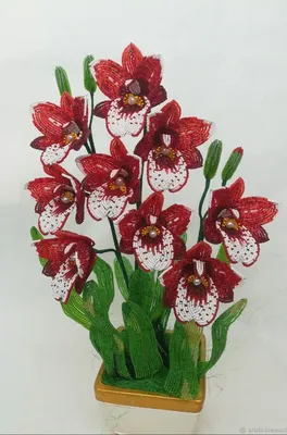 Красивая красная орхидея на черноте Стоковое Фото - изображение  насчитывающей засаживать, лепесток: 148505844