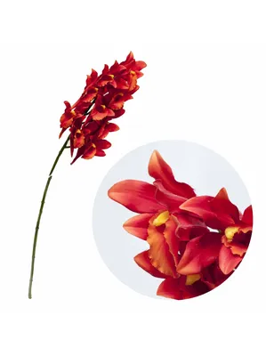 Красная Орхидея — стоковые фотографии и другие картинки Без людей - Без  людей, Белый, Белый фон - iStock
