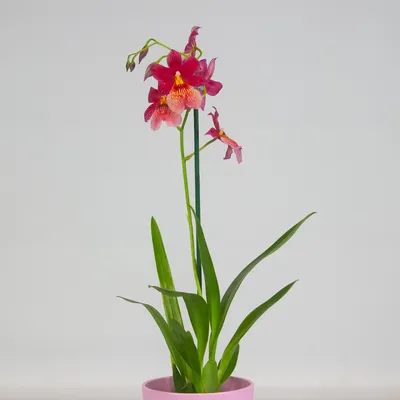 Красная орхидея зигопиталум, снег, …» — создано в Шедевруме