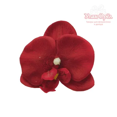 Красная орхидея на черном фоне Стоковое Изображение - изображение  насчитывающей естественно, шикарно: 32955073