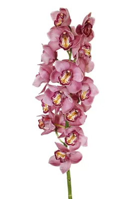 Красная Орхидея Фаленопсис — стоковые фотографии и другие картинки Без  людей - Без людей, Ботаника, Весна - iStock
