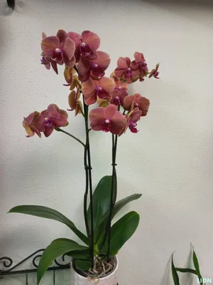 Орхидея Фаленопсис красная купить в Минске - LIONflowers