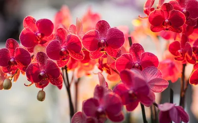 Белая и красная орхидея, фаленопсис Стоковое Изображение - изображение  насчитывающей бело, лепесток: 95320693