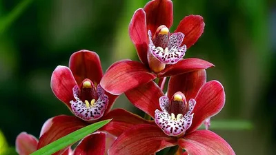 Фотообои \"Оранжево-красная орхидея Фаленопсис\" - Арт. 170034 | Купить в  интернет-магазине Уютная стена